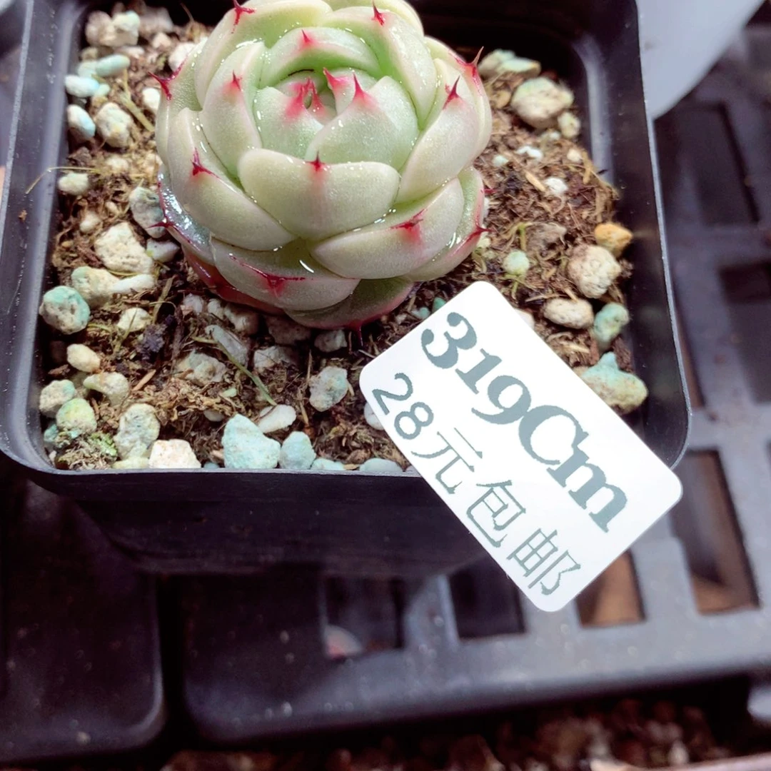 5厘米盆精控多肉319