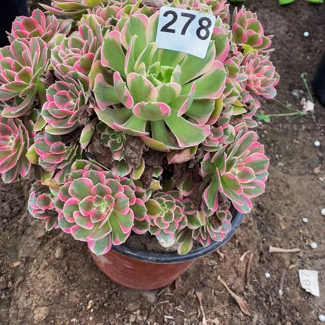 多肉法师278号花样发货不包损