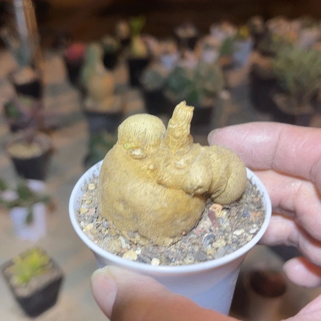 实生人参大戟块根一物一拍