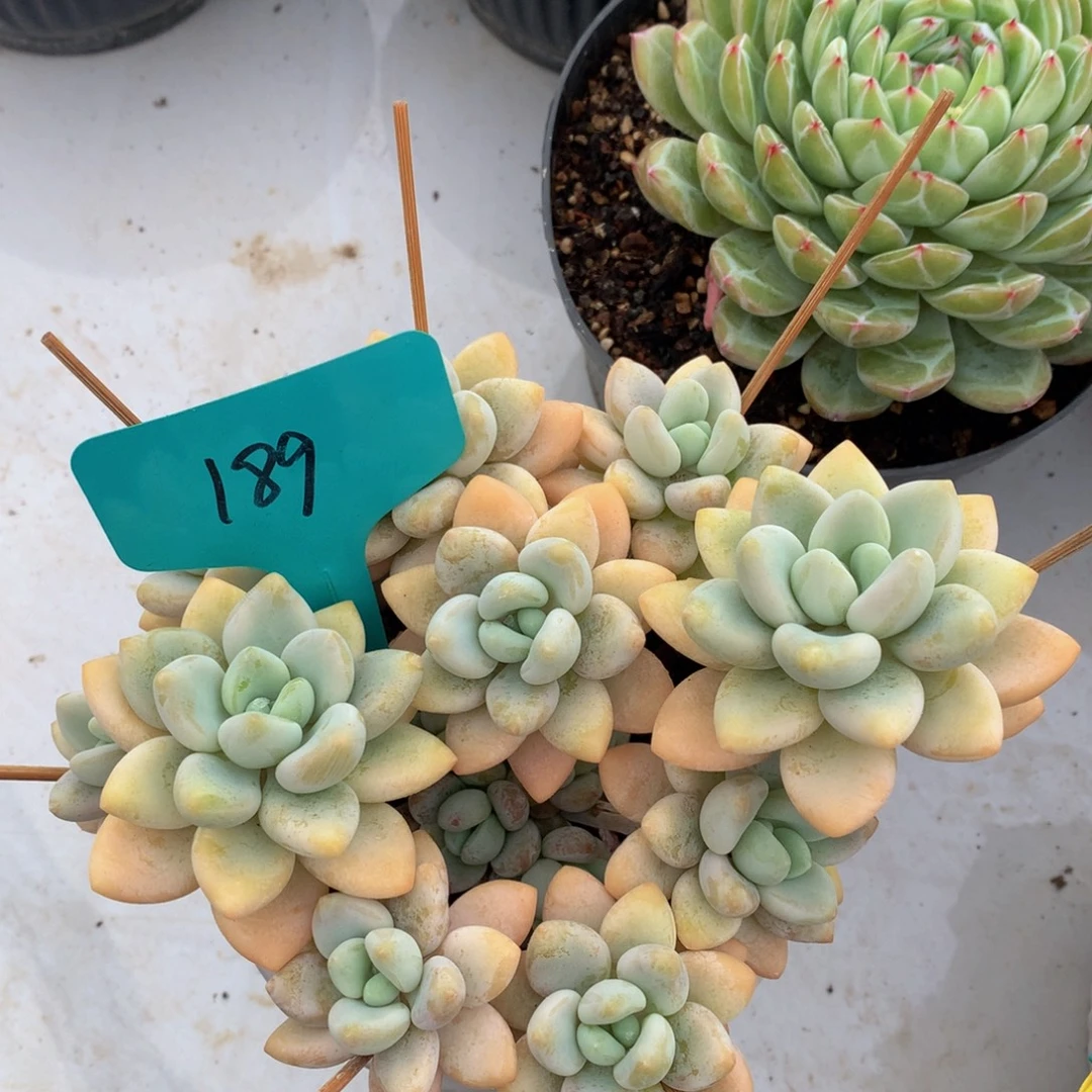 香水洛神727272727272