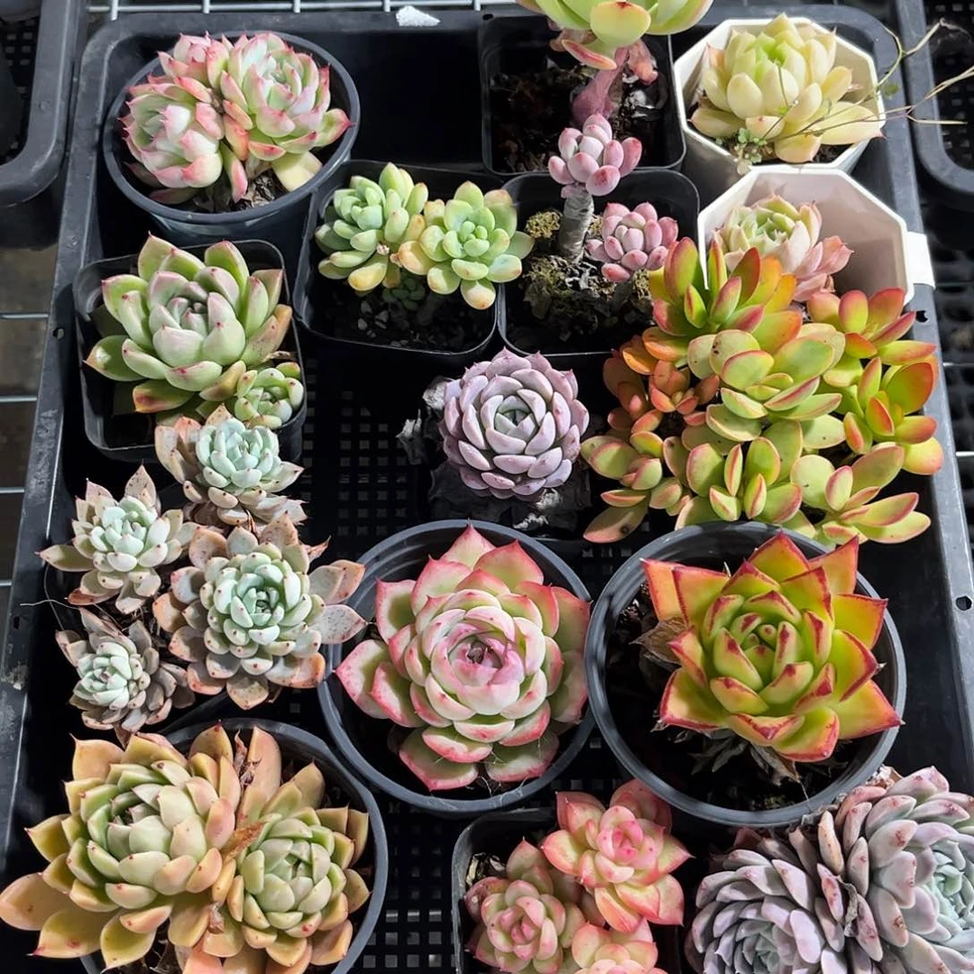 C****25569一物一拍单头发货