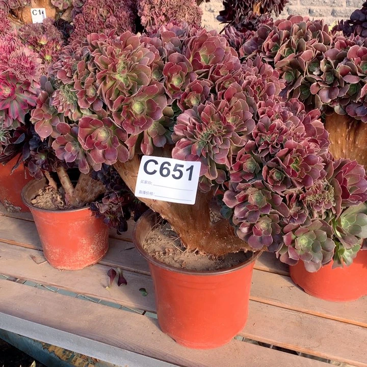 651玫瑰缀多肉法师