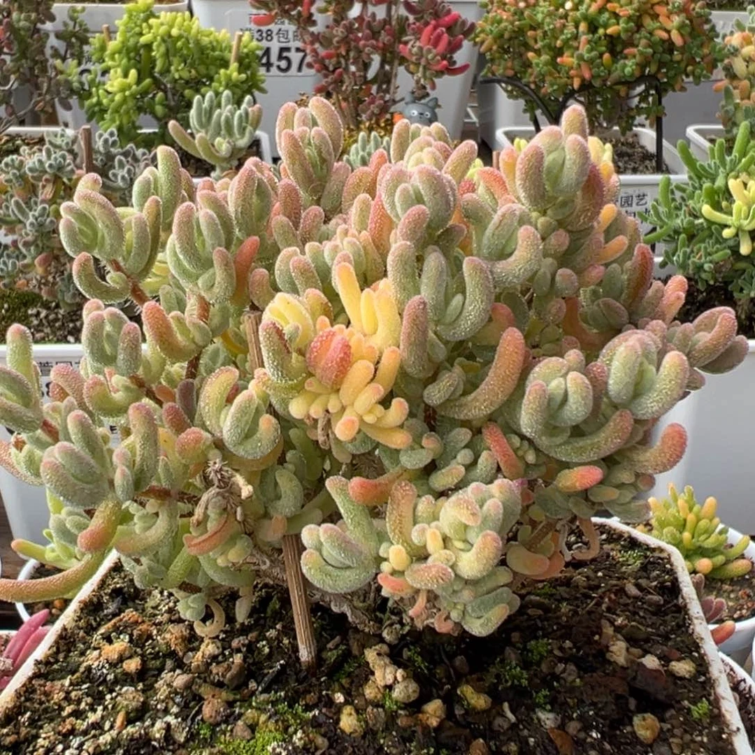 18-887橙叶白锦+黄锦双色锦冠幅10.5厘米