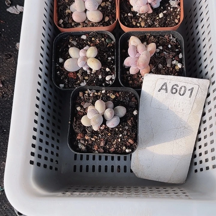 别**～601密密麻麻密密麻麻