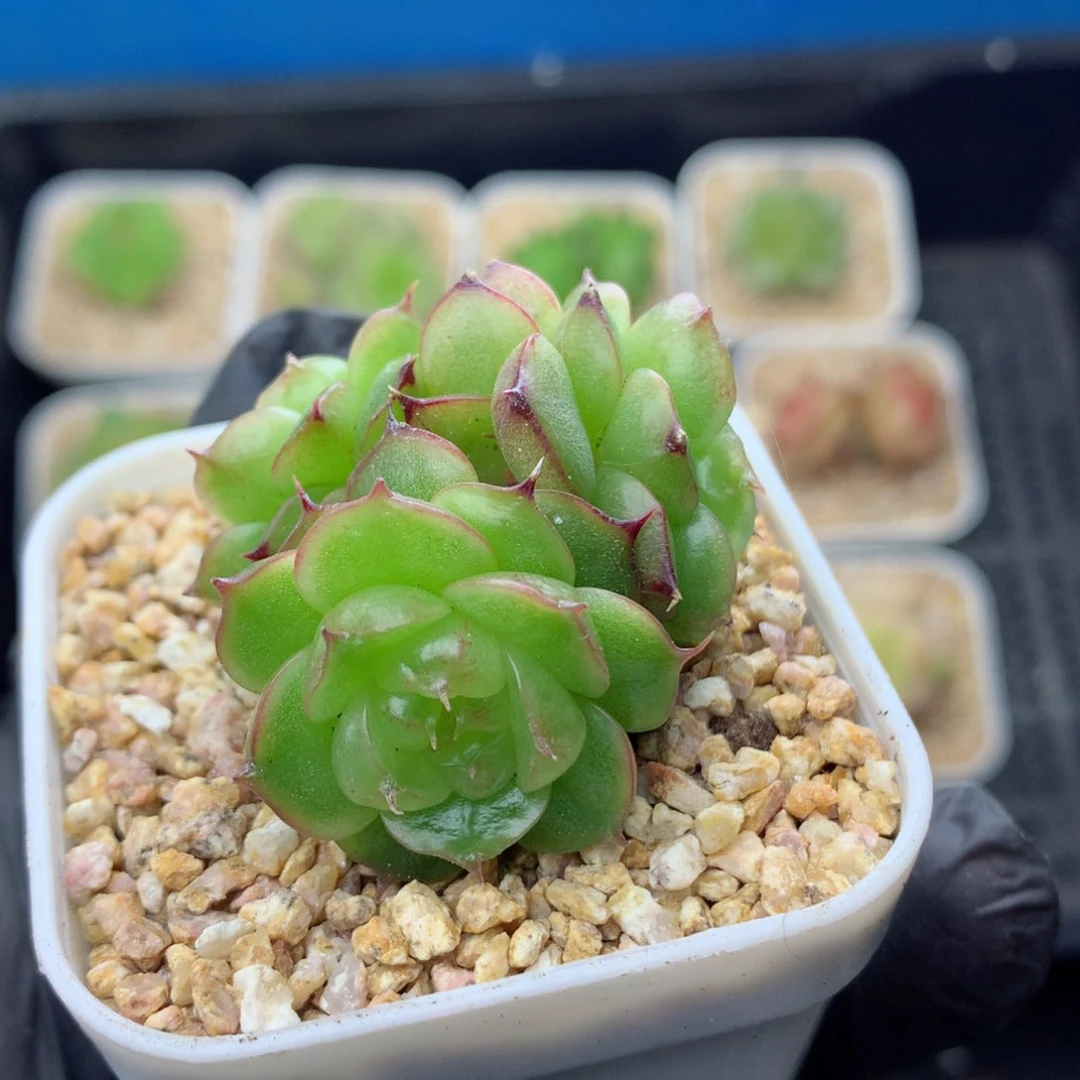 58包邮  群生不包整珍妮群