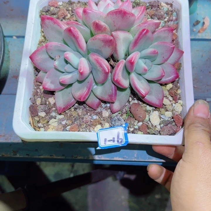 *****精品多肉植物老桩