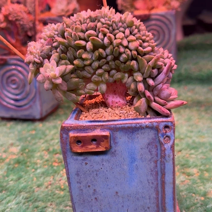 星影树缀无砍多肉