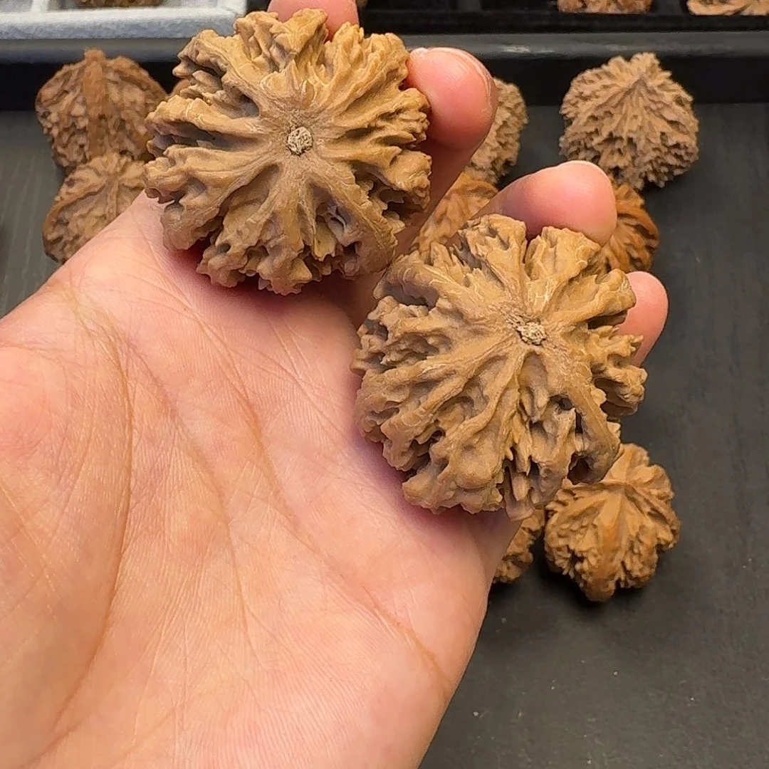 核桃突突突突突突突突突突突突突突