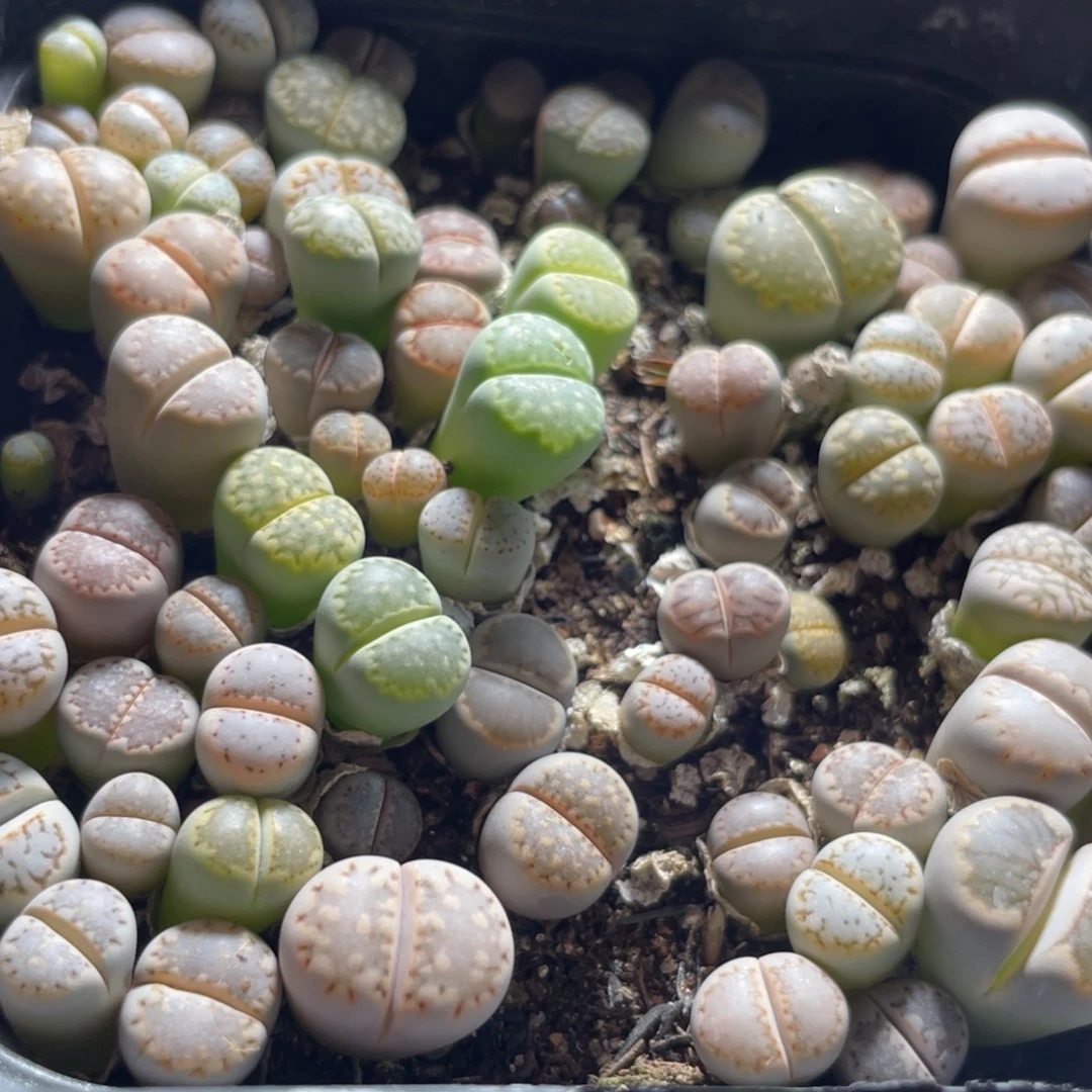 今晚大盆特价更新～22