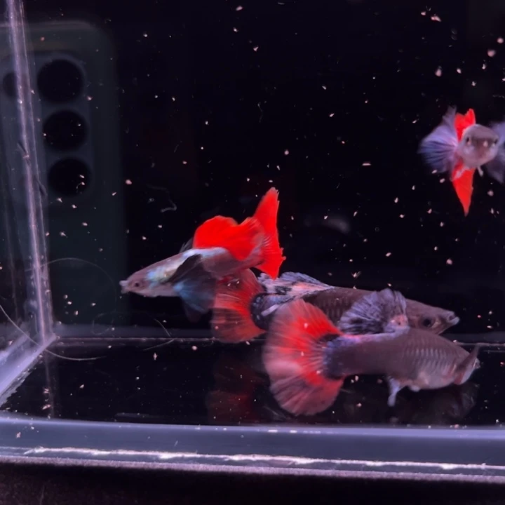 孔雀鱼刘金花蝴蝶2对