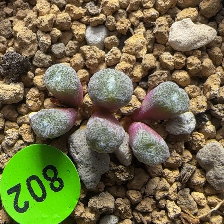 大型猕猴桃多肉植物802