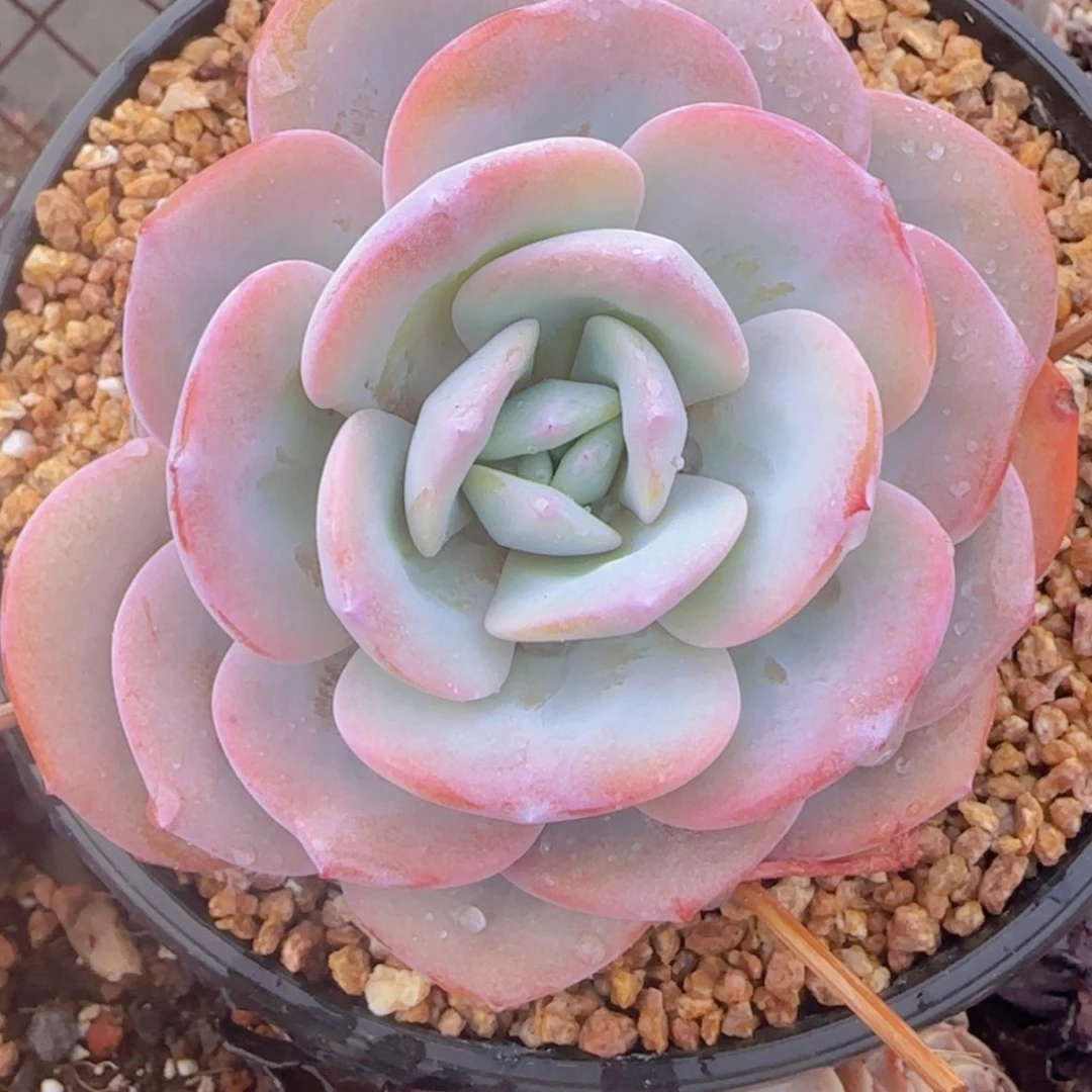 【闪购商品】正版奶茶