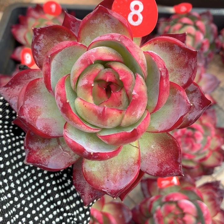 多肉植物 惊鸿仙子-4