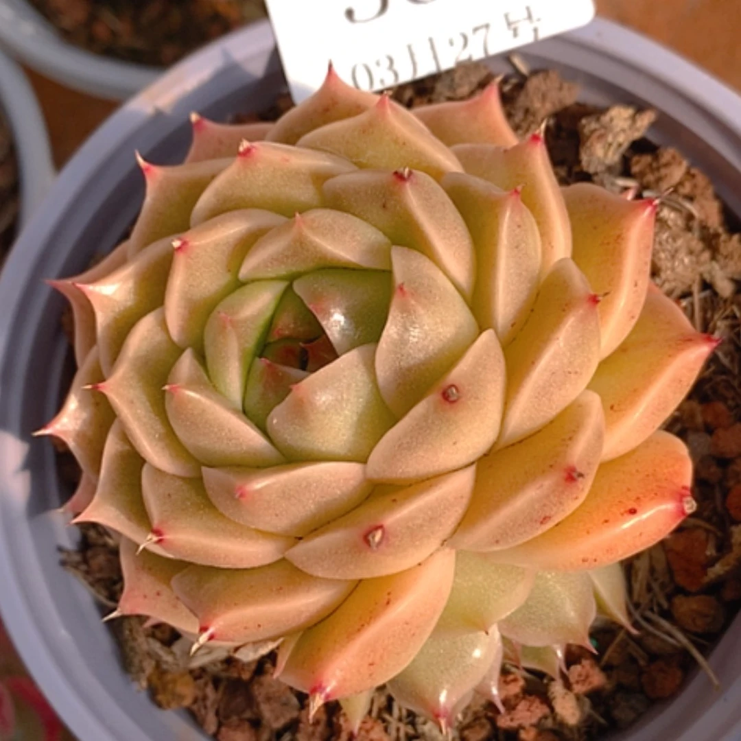 【闪购商品】云561号8公分