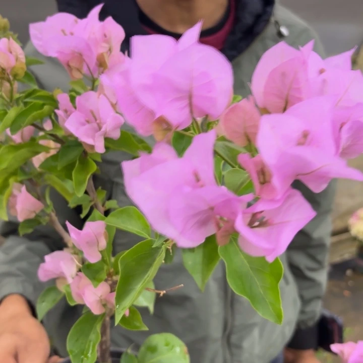 完全开放（国际粉）三角梅会落花落叶会光杆苗有大有小