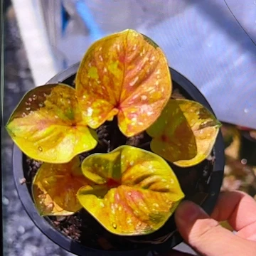 ?****?524-0607杰克丹尼泰国发货