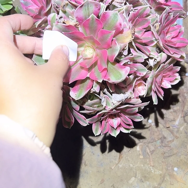 教***动不包侧枝一物一拍8