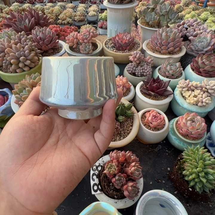 特价花盆满50发货 内口6.5