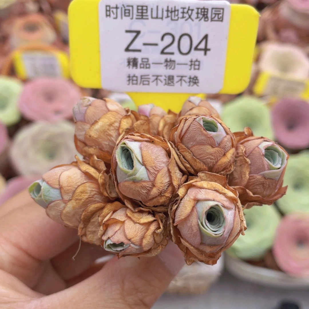 山地玫瑰Z204裸根发货不售后