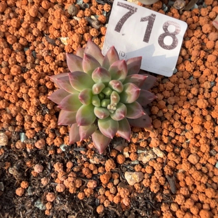 小*?多肉植物美人杂718