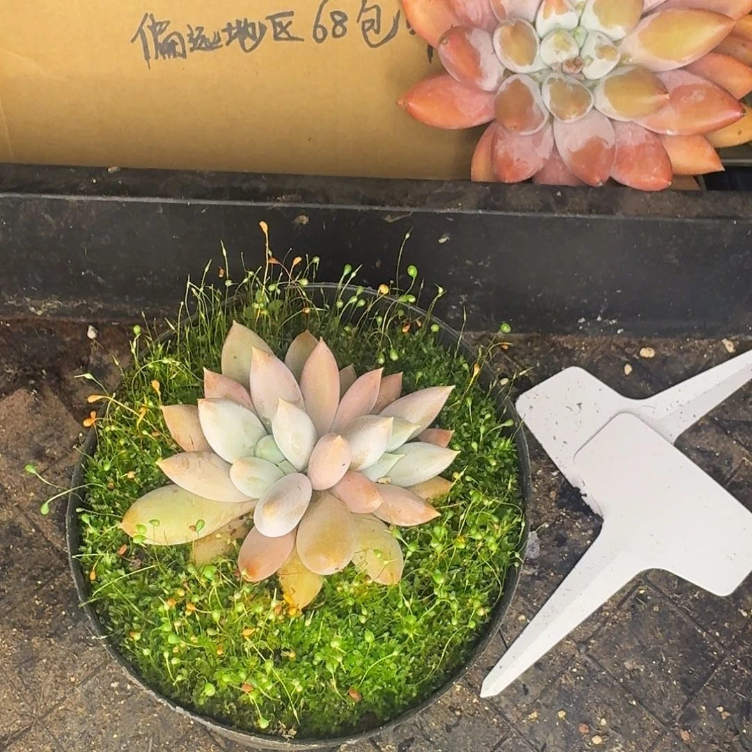 云南多肉小栈一物一拍825