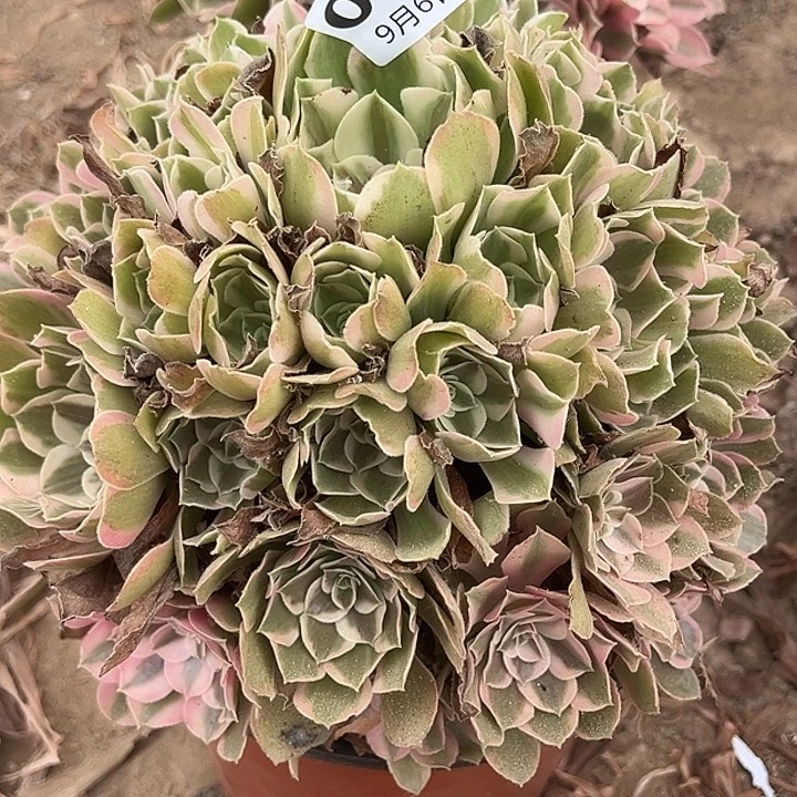 9.6-47男神多肉植物5