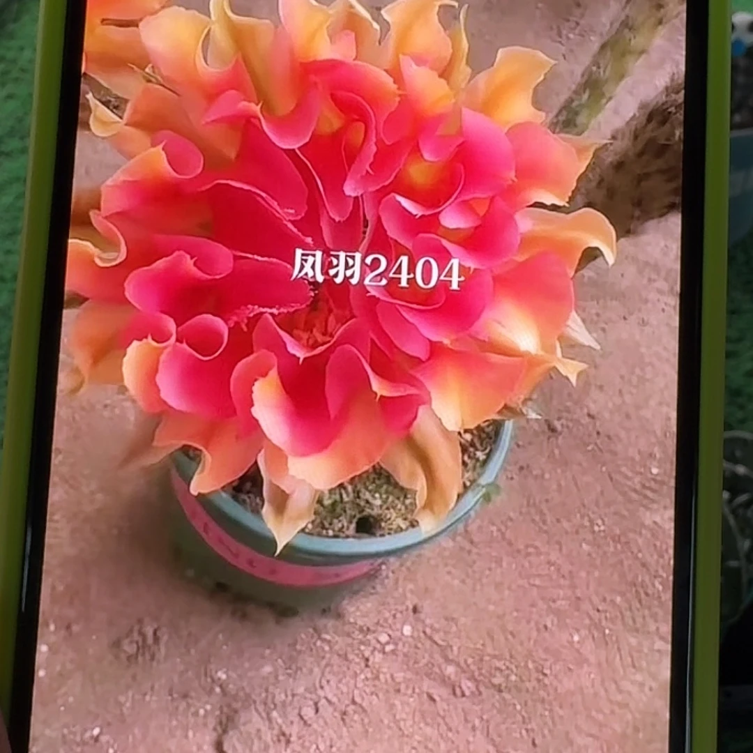 凤羽2404侧芽，尺寸以直播间看到的为准，偏远地区不包邮！