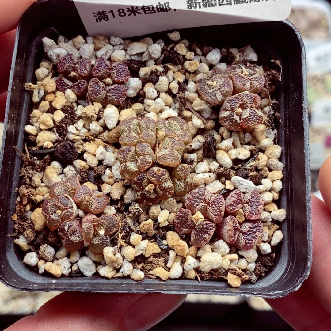 我是一只小小鸟地域鬼6288