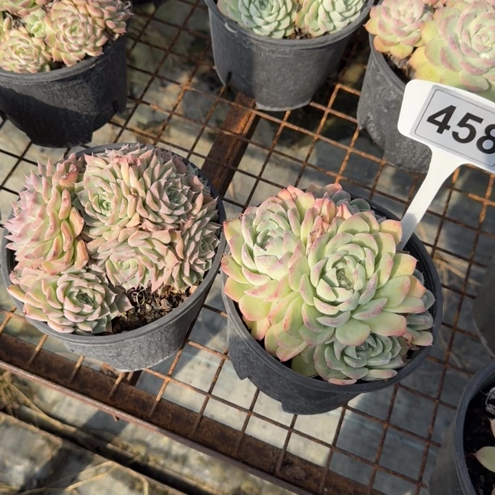 福利组合458多肉植物