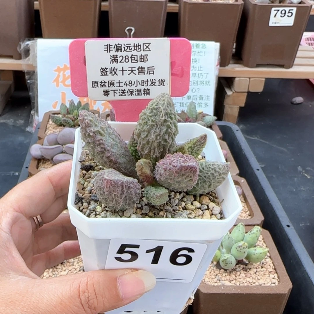 516苍龙多肉植物