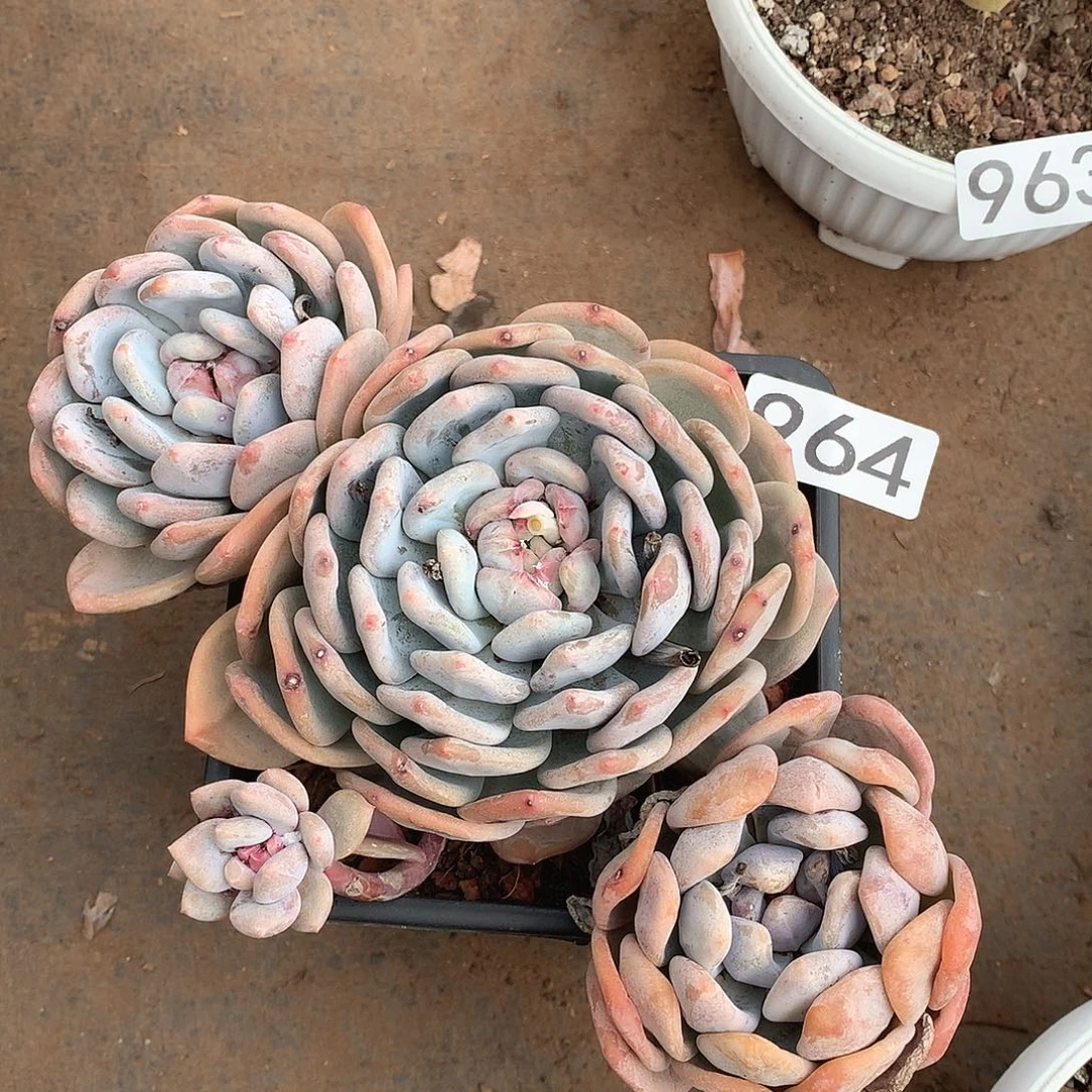 964 一物一拍多肉