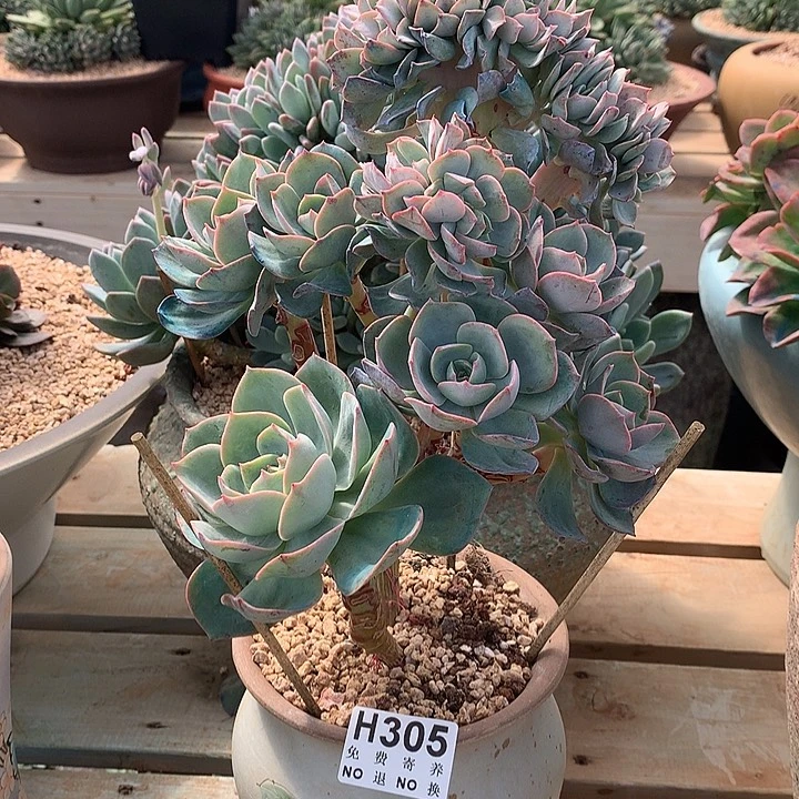 霞光缀化 非偏远38包邮 节后发