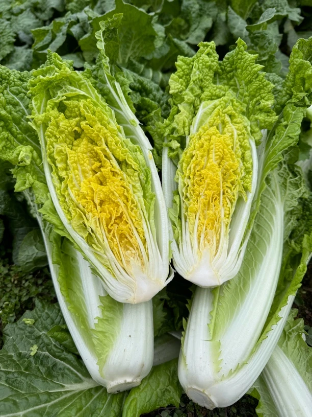 贵州高山农家露天种植清明白，二月白，现采现发应季绿色营养蔬菜