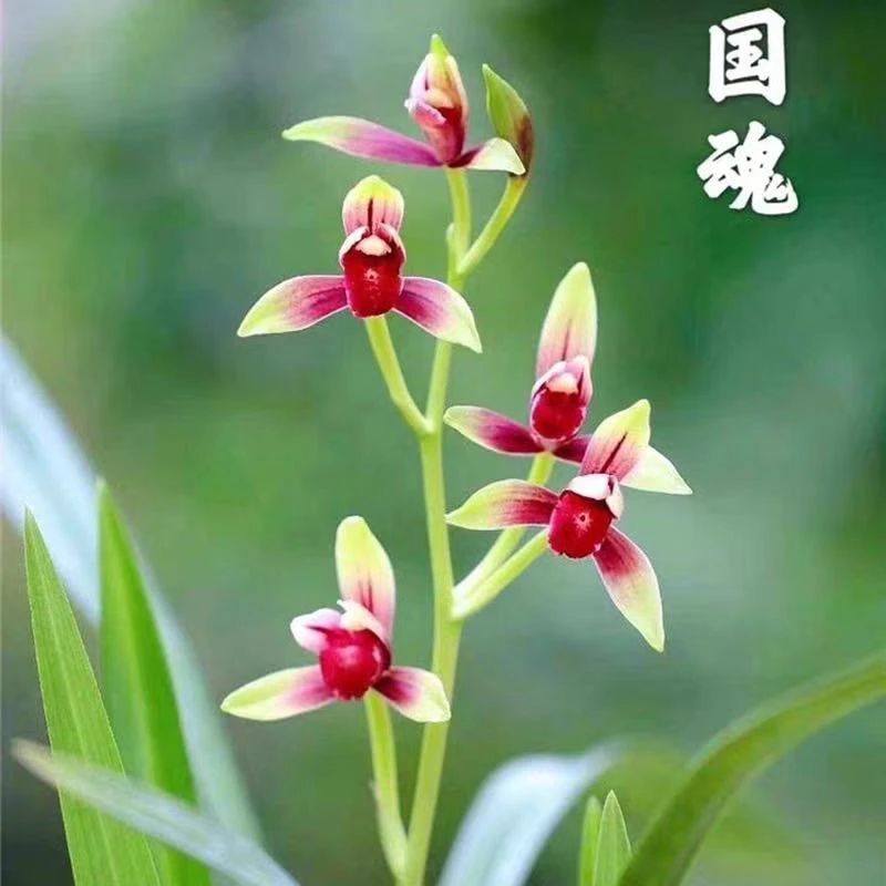 兰花【小国魂6-8苗大爆盆】鲜花绿植芍药母亲节好礼浓香型好养大花