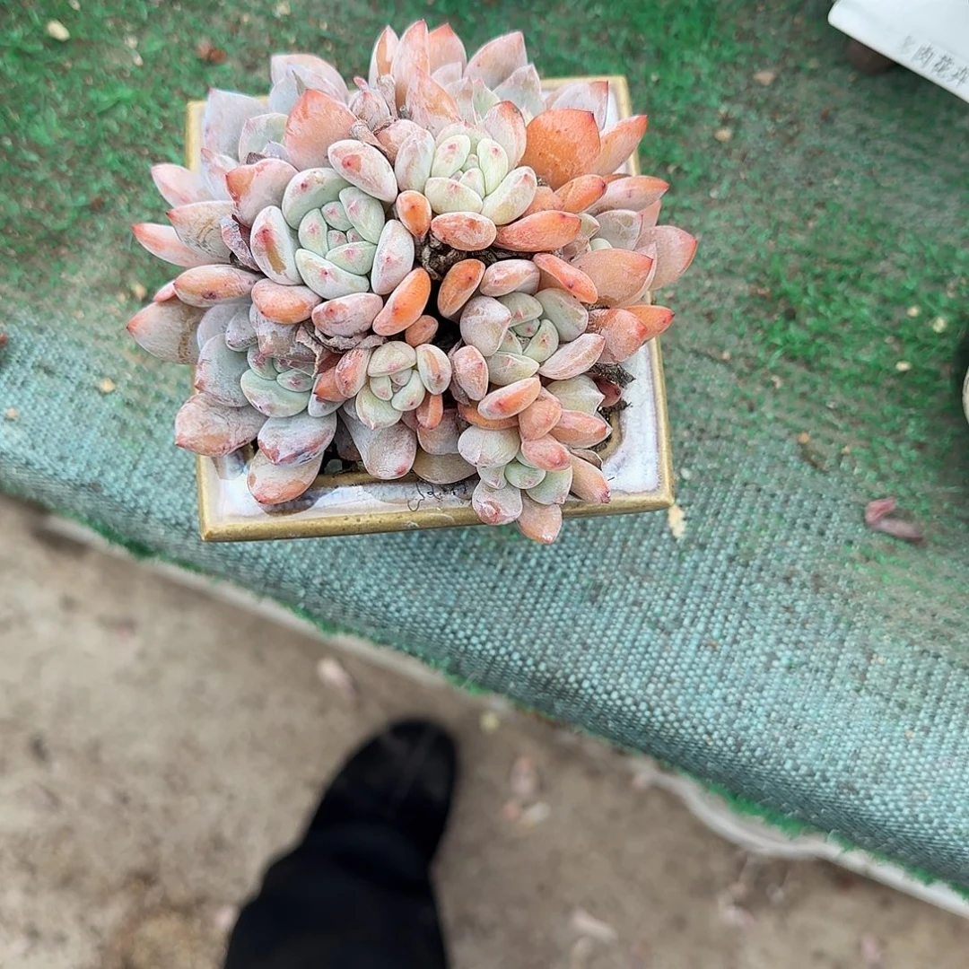 小脸10头带陶瓷盆发货