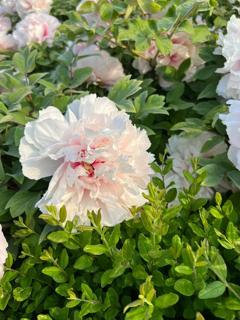 【雪映桃花】粉色系正宗千层观赏牡丹花苗 菏泽牡丹盆栽先发肥料