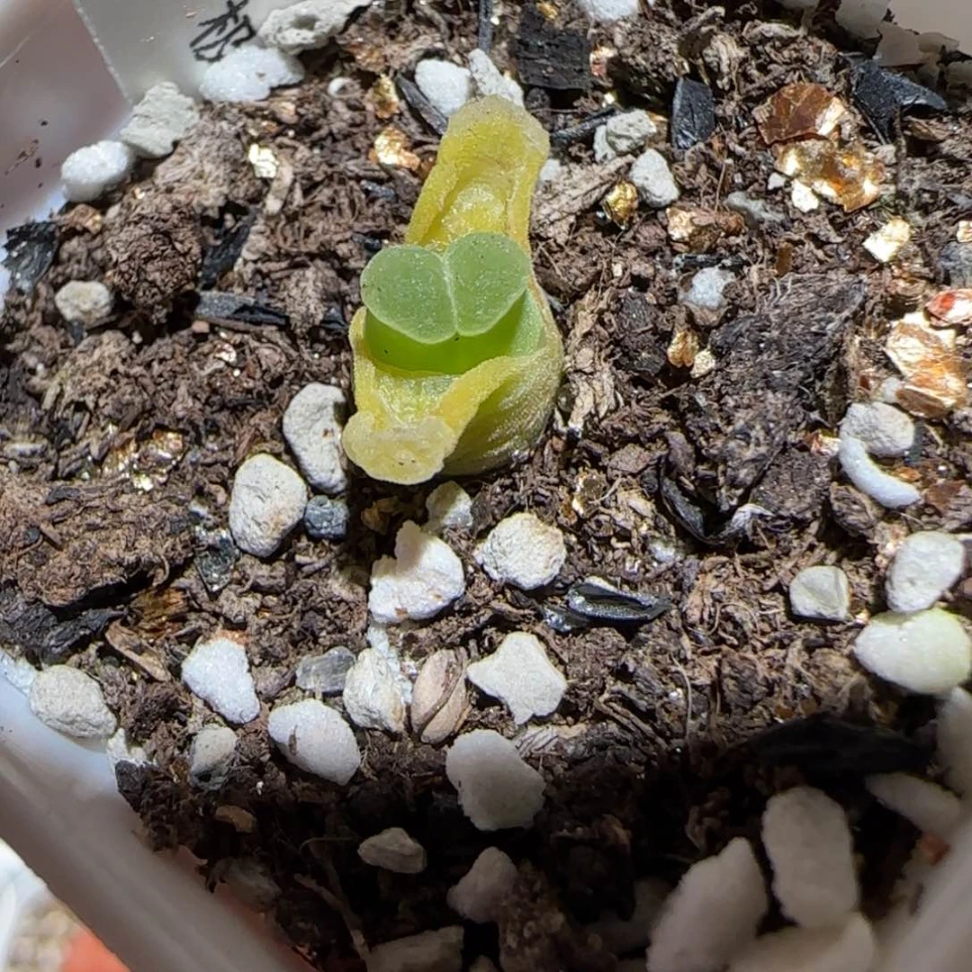 肉锥多肉植物百科-极窗1088