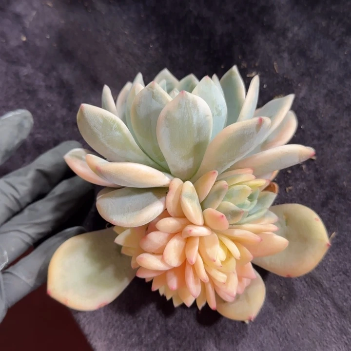 11厘米左右一物一拍的