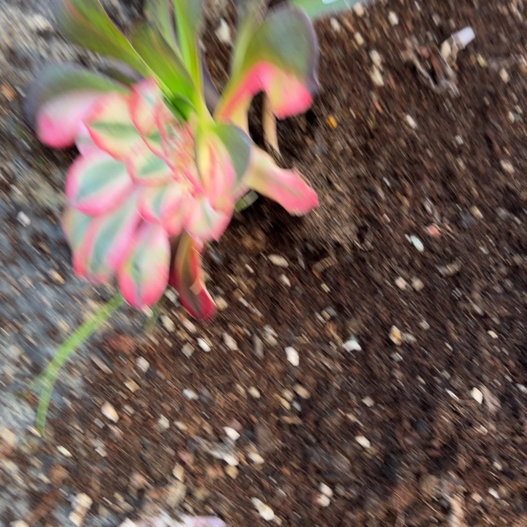 凉***墨196爱丽丝多肉多肉多肉duorou