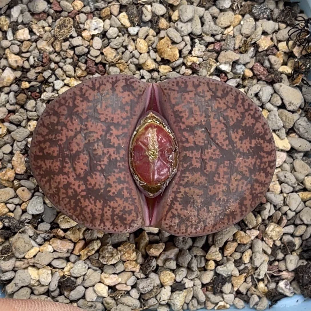 4876酒红紫薰1尺寸4.4