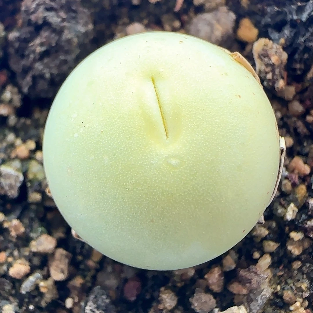 鸽子蛋1.7的。  33532