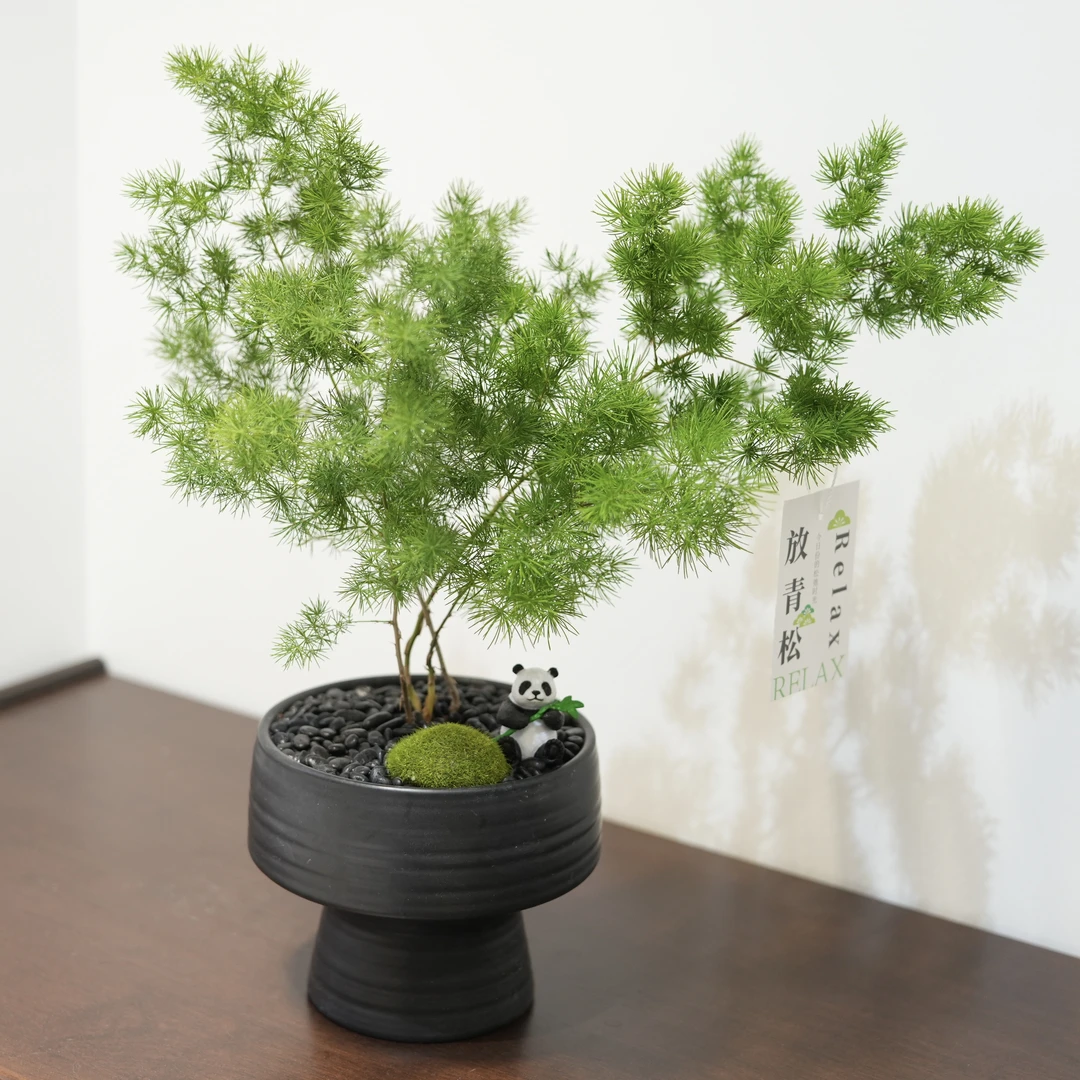 放青松蓬莱松室内办公茶桌好养绿植绿植可爱风