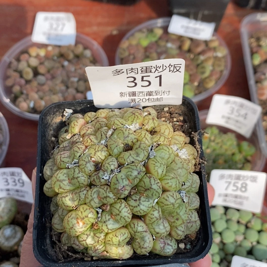 感谢您的支持，351