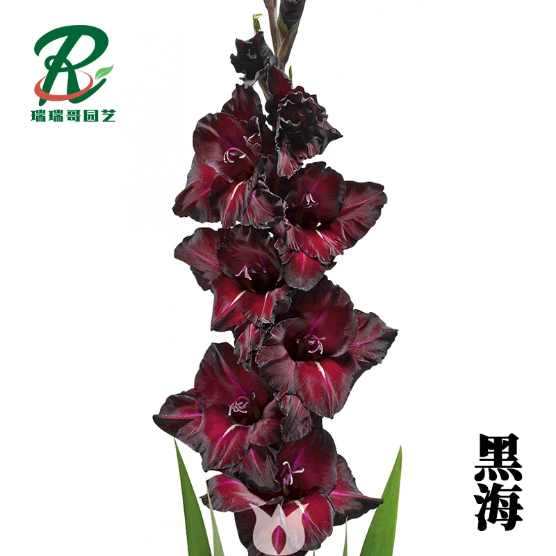5颗【黑海】唐菖蒲剑兰种球荷兰进口室内庭院绿植四季盆栽室外