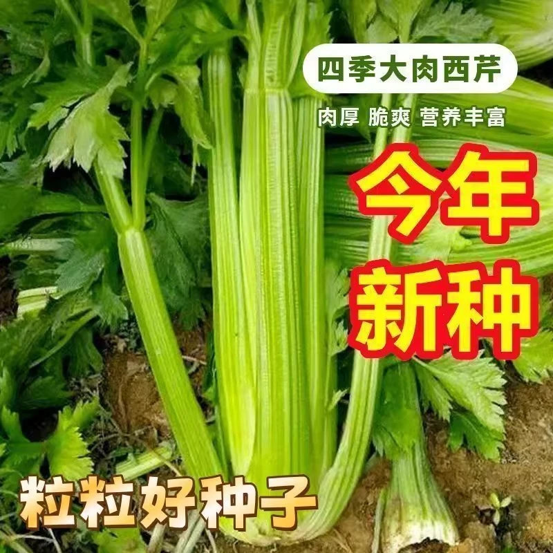【满5包包邮】西芹菜种子四季可播种庭院盆栽秋冬季新蔬菜种子