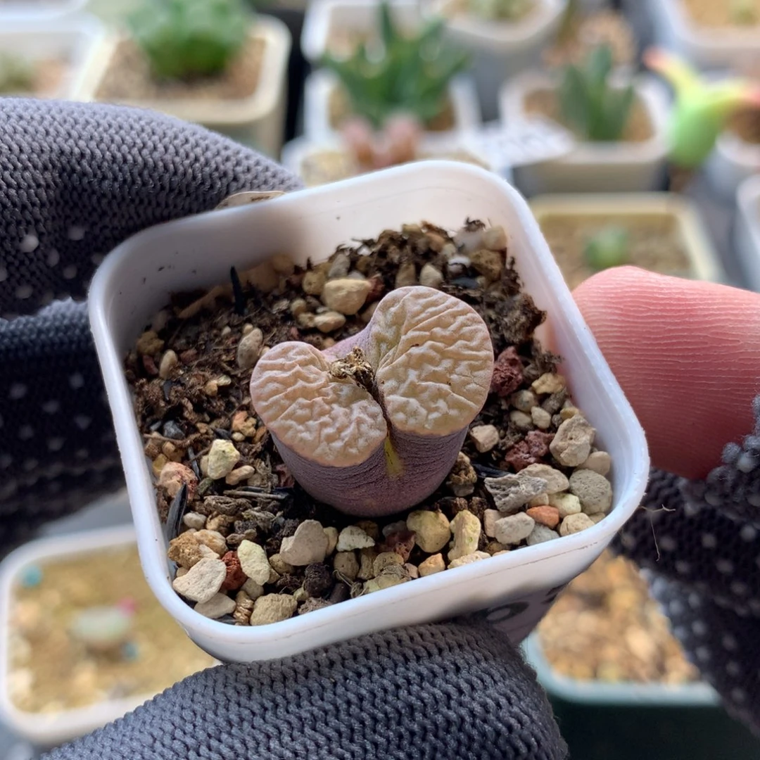 a865磁铁风铃母本