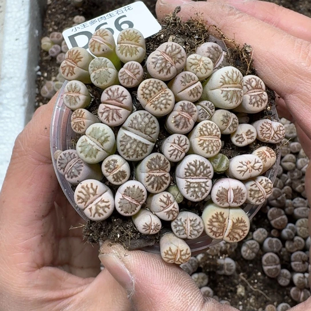 D66 菊化石一盒。好看