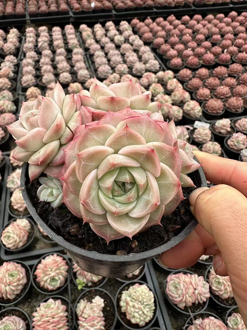 10#玫瑰之恋双头起多肉植物    前男友精品多肉SM934