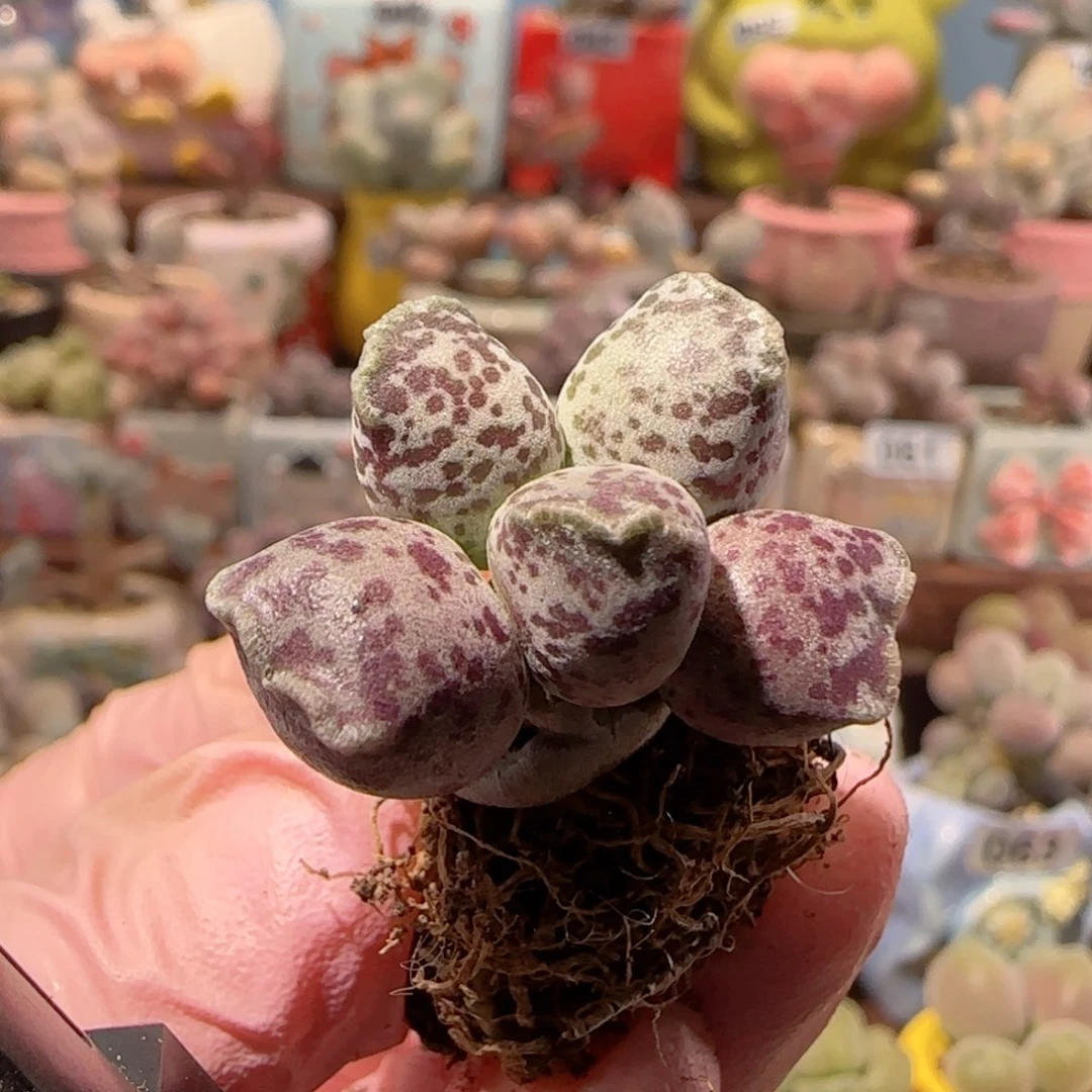 T蝴蝶粉丸盆口2.5cm