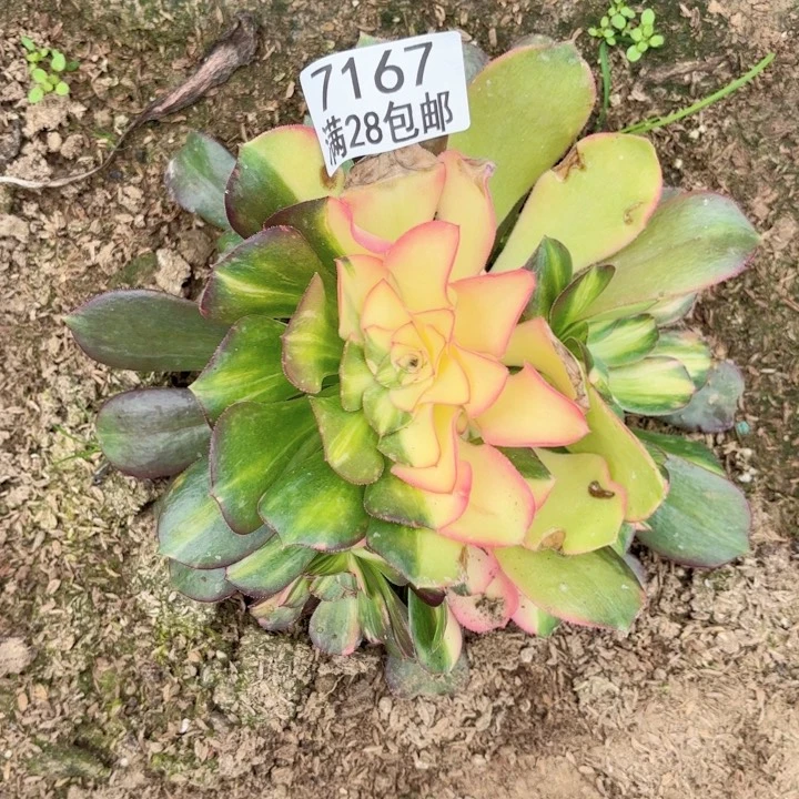 3****头A.  7167七彩彩拉丝多肉